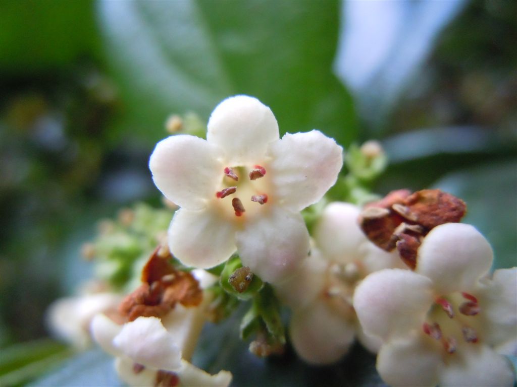 Pianta da Capodimonte - Viburnum suspensum